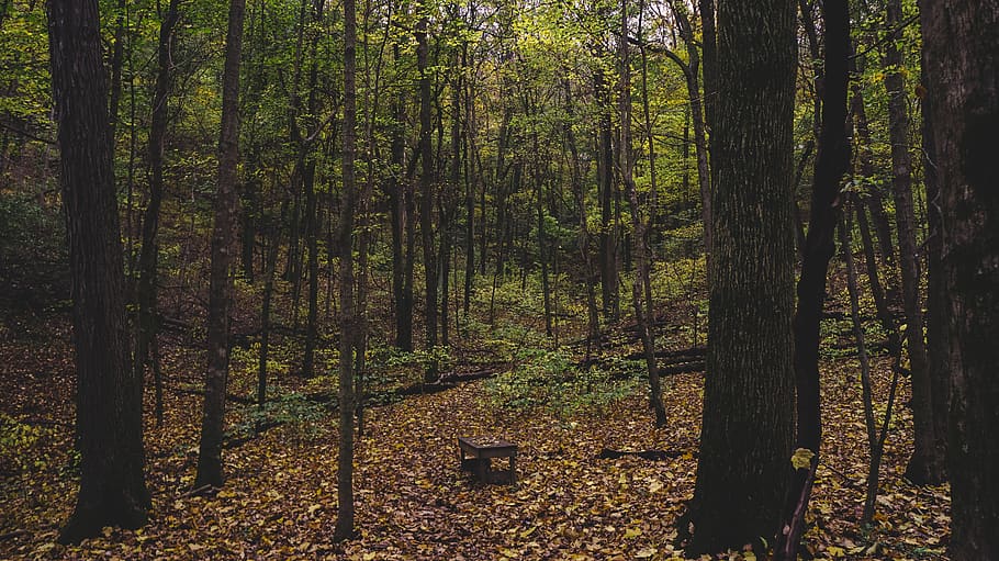 leaves, yellow, green, fall, trail, bench, forest, trees, plant HD wallpaper