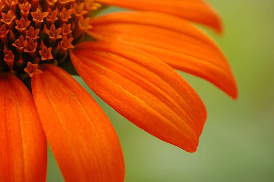 flower, orange, bloom, garden, nature, plant, petals, colorful HD wallpaper