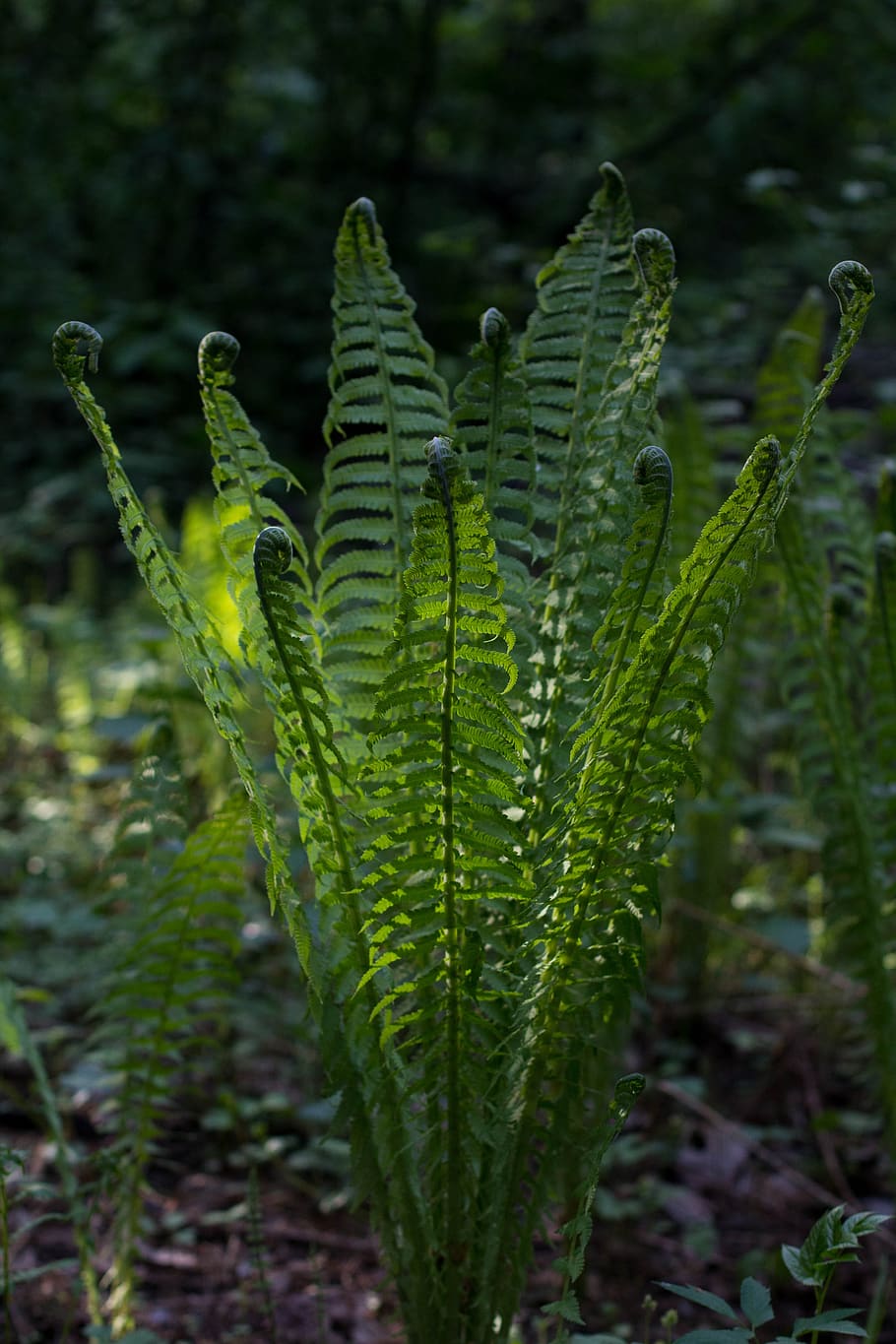 spring, bloom, nature, flower, fern, growth, plant, green color HD wallpaper