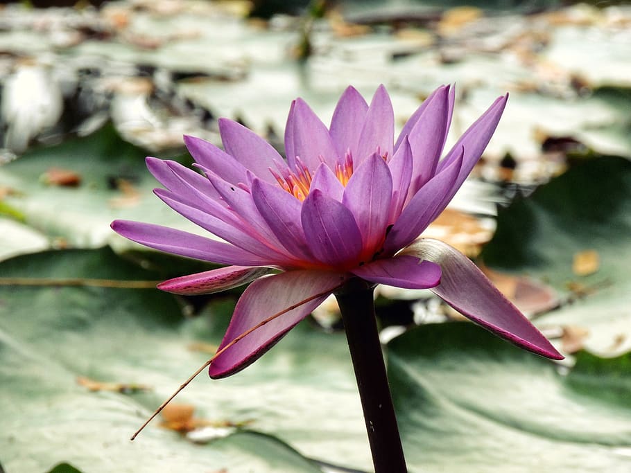 new caledonia, flower, flowering plant, vulnerability, fragility HD wallpaper