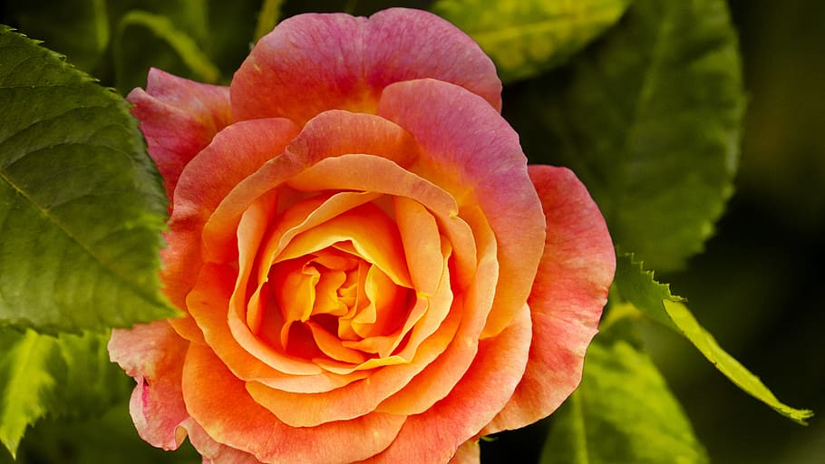 rose, orange, bright, noble, greeting card, flowers, love, romantic HD wallpaper