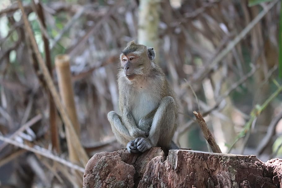 monkey, the wild, forest, nature, wildlife, mammals, tropical HD wallpaper