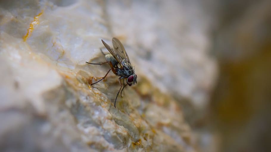 fly, insect, nature, creature, magnification, colors, animal themes HD wallpaper