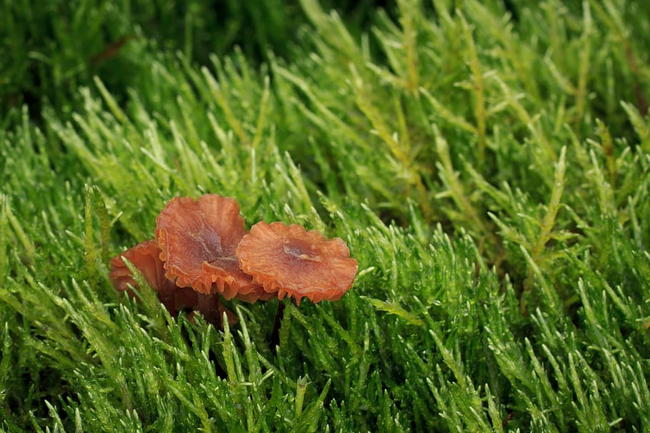 nature, mushroom, moss, three, green, brown, detail, macro HD wallpaper