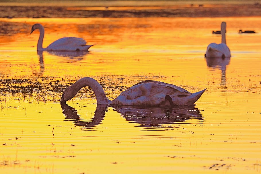 three white long-neck swans on water, animal themes, animals in the wild HD wallpaper