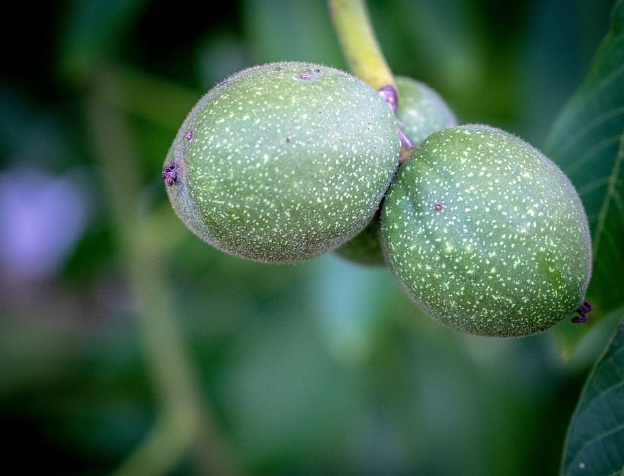 fruit, apple, pear, growth, green, immature, healthy, tree HD wallpaper