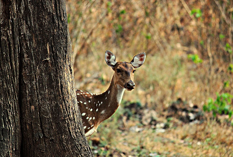 deer, wild, forest, nature, wildlife, stag, meadow, cute, animals HD wallpaper