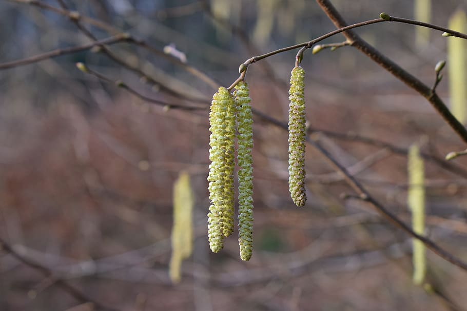 forest, spring, nature, trees, close up, bud, plant, growth HD wallpaper