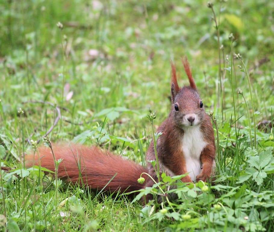 the squirrel, redheaded, nature, ears, tail, rodent, mammal HD wallpaper