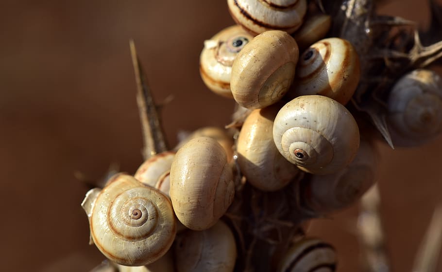 snail shells, group, collection, animals, molluscs, protection HD wallpaper