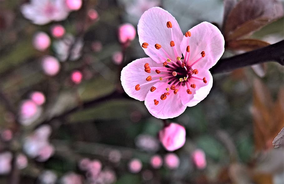 blossom, ornamental cherry, spring, tree, branch, pink flowers HD wallpaper