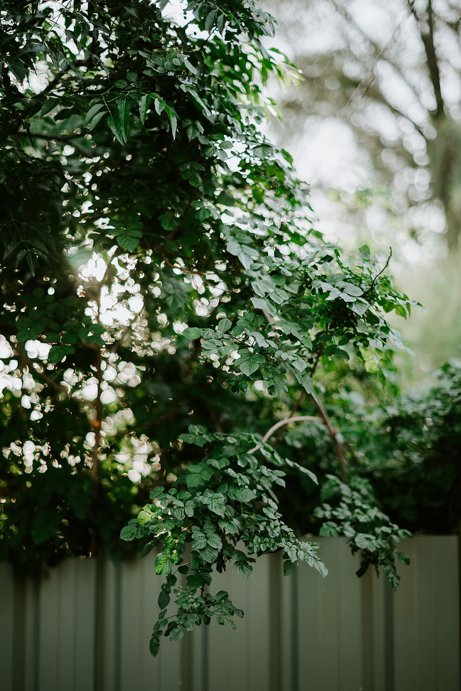 green plant, tree, leaf, tree trunk, light, summer, sun, leaves HD wallpaper