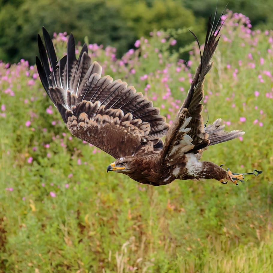 Brown White and Black Eagle Flying Nearby Pink Flower Field, animal