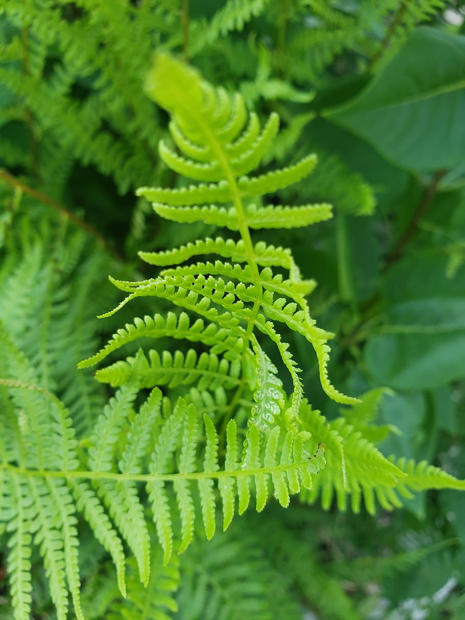 fern, leaf, garden, green color, plant part, growth, close-up HD wallpaper
