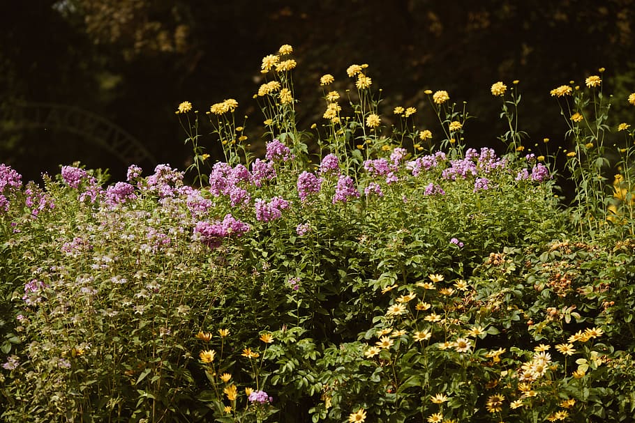 Wildflower Bushes Photo, Flowers, Earth, Outdoor, Spring, flowering plant HD wallpaper