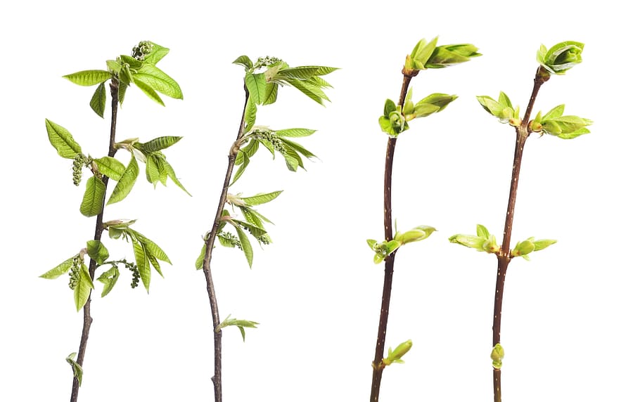 branch, tree, leaf, green, white, plant, isolated, growth, nature HD wallpaper