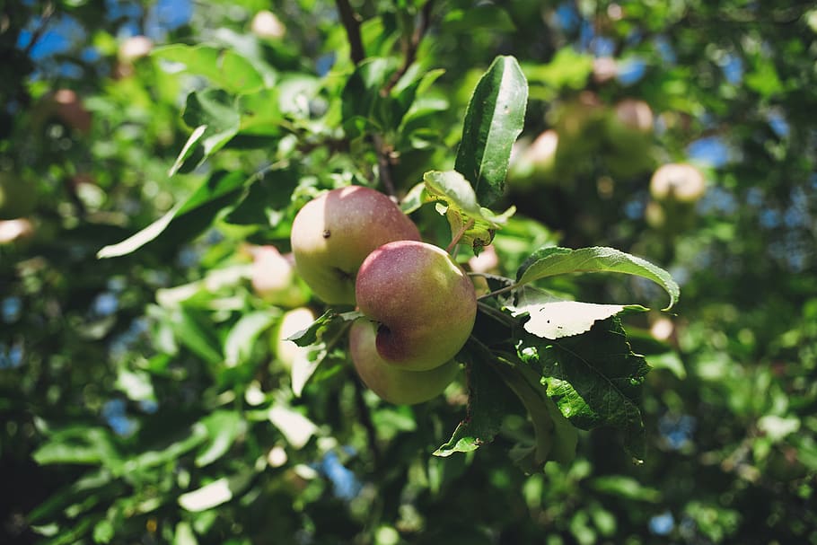 red apple fruit tree during daytime, plant, growth, food and drink HD wallpaper