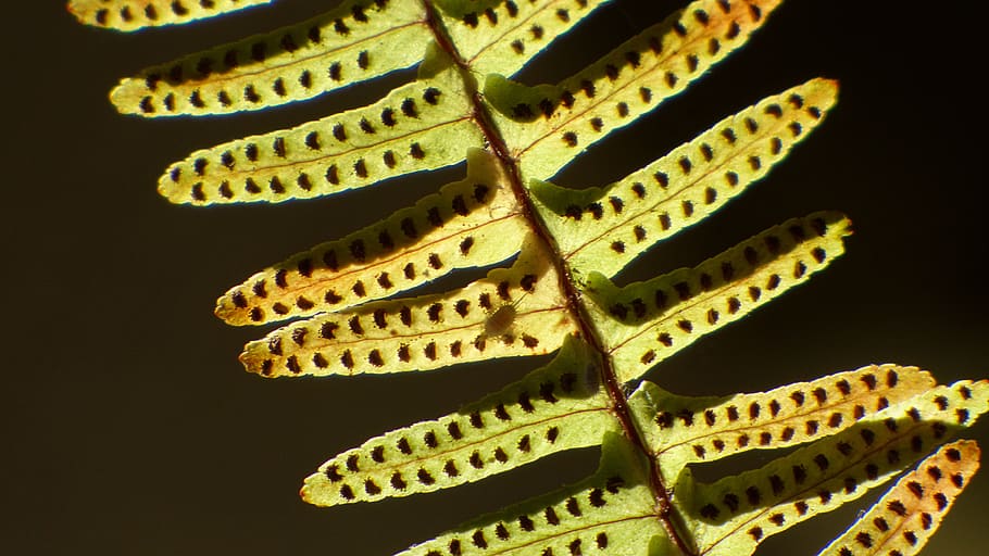 leaf, stem, plant, nature, backlighting, sunray, no people HD wallpaper