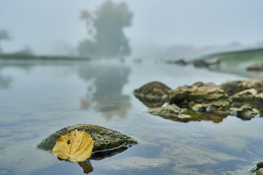 river, autumn leaf, fog, water, lake, nature, tranquility, no people HD wallpaper