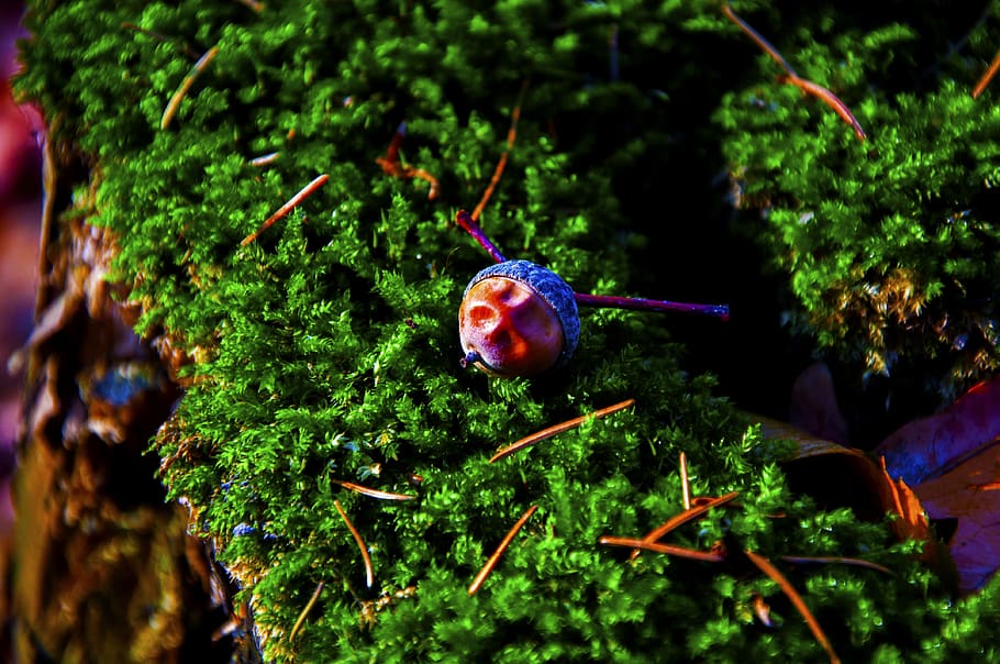 autumn, moss, forest, plant, green color, food and drink, growth HD wallpaper