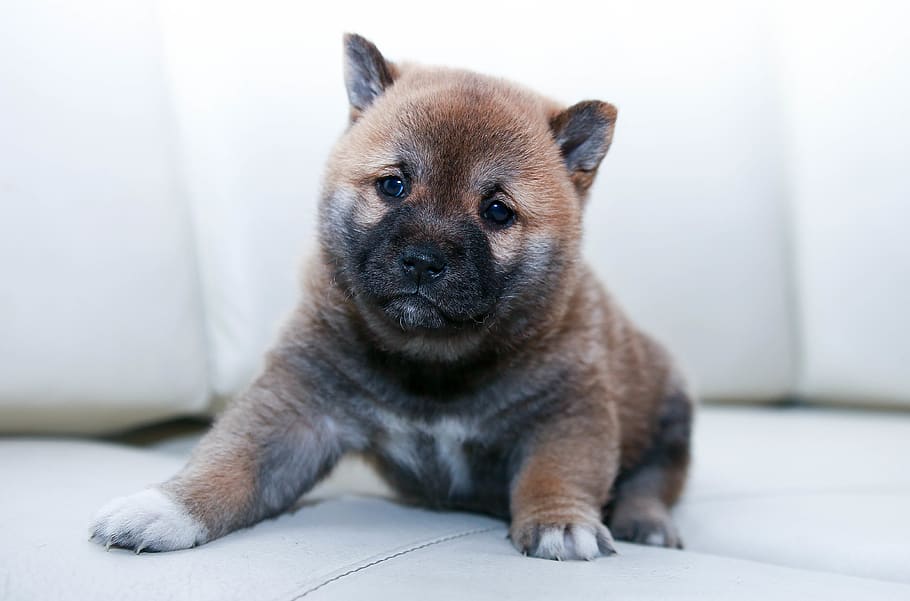 brown puppy sitting on sofa, one animal, mammal, canine, dog HD wallpaper