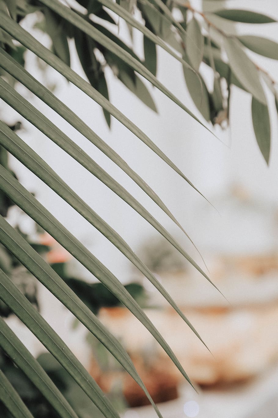 Green Leafed Tree, macro, plant, close-up, no people, selective focus HD wallpaper