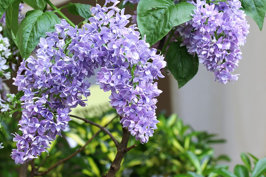 lilac, spring, bloom, nature, flowers, congratulation, holiday HD wallpaper