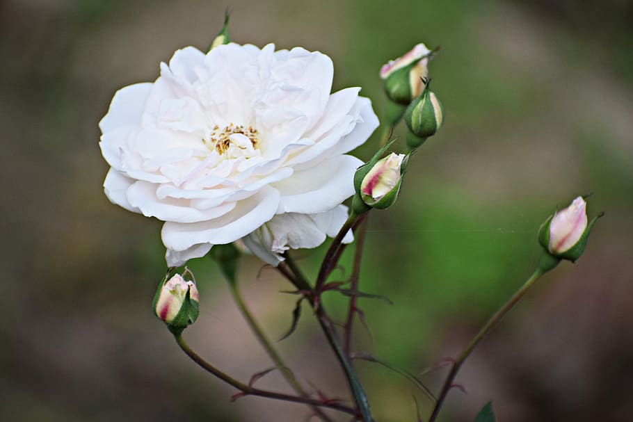 flower, white, rose, spring, garden, bloom, plant, blossom HD wallpaper