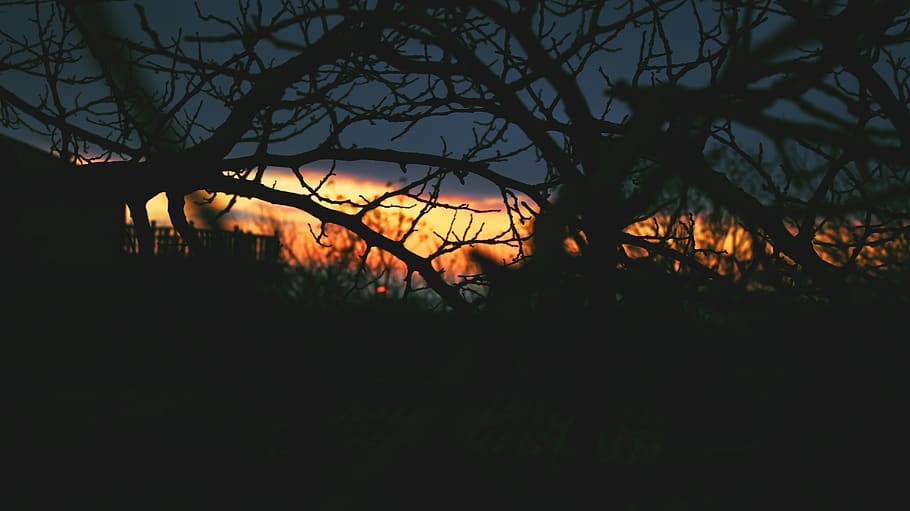 trees, branches, dark, sunset, clouds, creepy, nature, silhouette HD wallpaper
