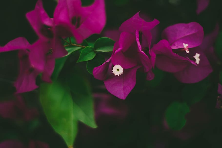 Close-Up Photography of Pink Bougainvillea, beautiful, bloom HD wallpaper