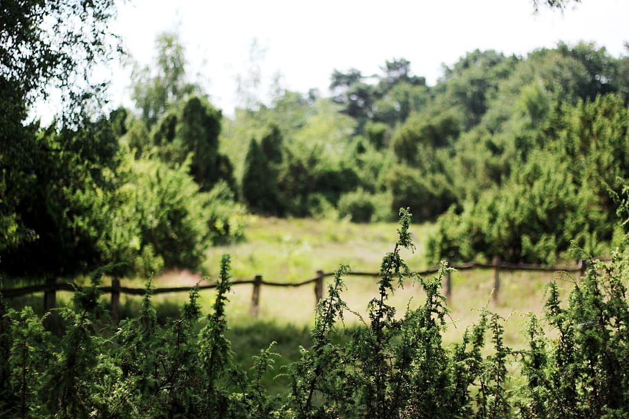 green trees and plants under sunlight, growth, green color, focus on foreground HD wallpaper