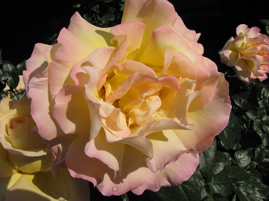 greece, attica, flower, flowering plant, beauty in nature, vulnerability HD wallpaper