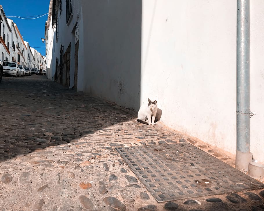 walkway, path, sidewalk, pavement, cobblestone, flagstone, cat HD wallpaper
