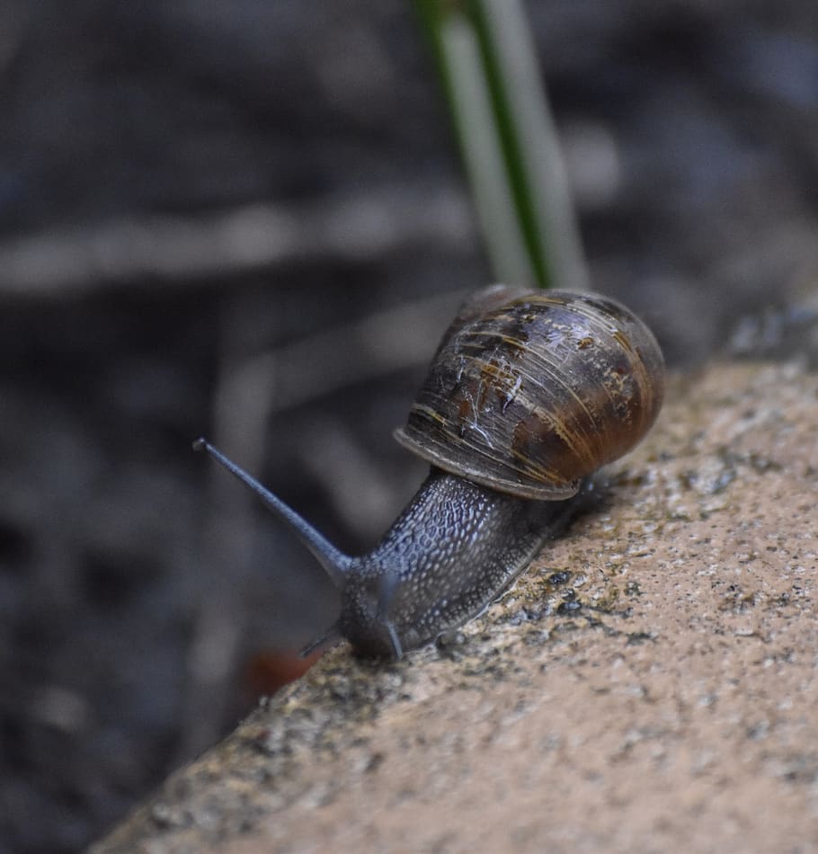 snail, shell, slug, garden, antennae, slow, animal wildlife HD wallpaper