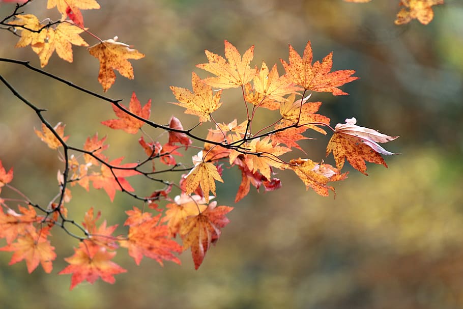 HD wallpaper: leaf, japan, sea, landscape, plant, maple, autumn, green ...