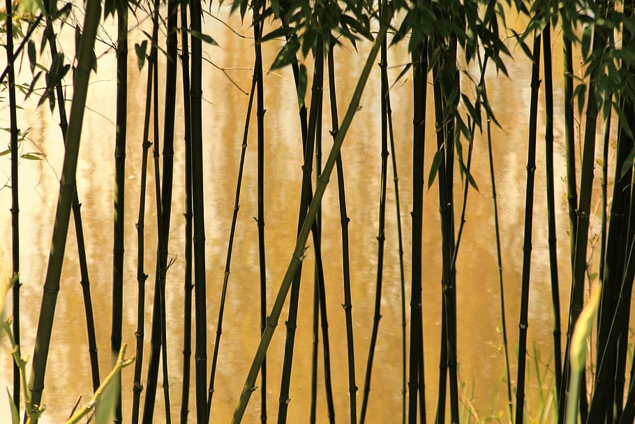 Selective Photography of Bamboo Trees, close-up, colors, daylight HD wallpaper