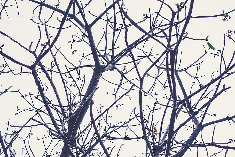 singapore, tree, branches, plant, bare tree, no people, sky HD wallpaper