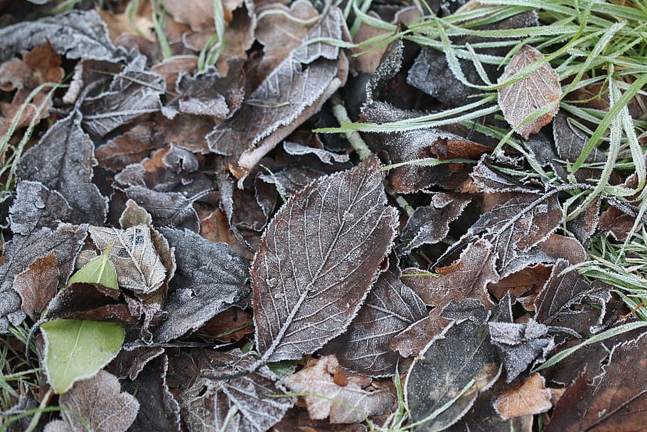 brown dried leaves, ice, nature, outdoors, frost, snow, plant HD wallpaper