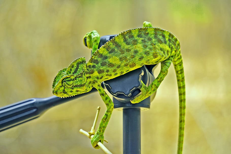 chameleon, green, india, bharat, banswara, animal themes, one animal, HD wallpaper