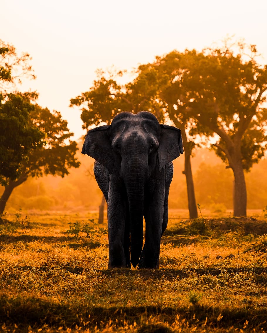 Elephant in Sri Lanka, tree, sunset, sunrise, landscape, animal, HD wallpaper