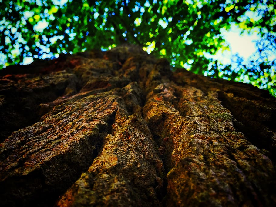 Worm's Eye View of Brown Tree, branch, close -up, daylight, environment HD wallpaper