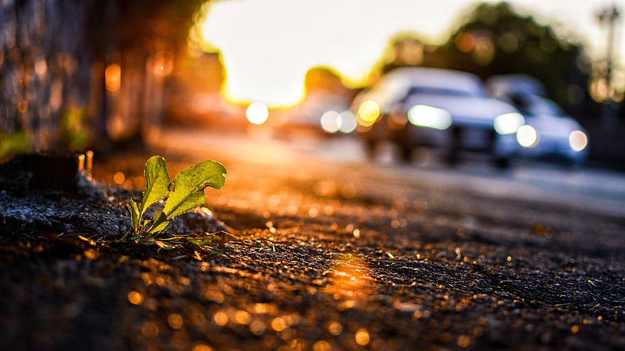 autune, street, city, selective focus, illuminated, no people HD wallpaper