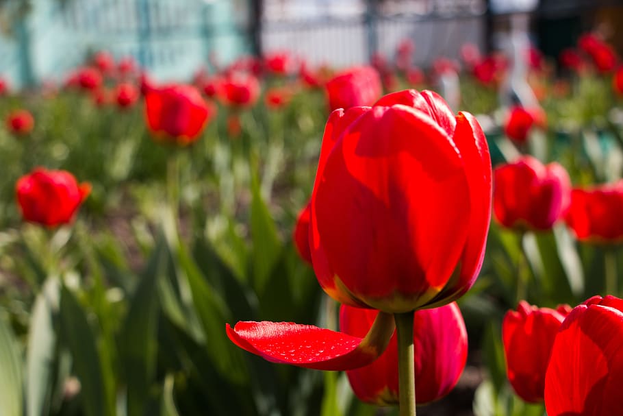 tulip, red, flowers, spring, close, colorful, flowering plant HD wallpaper