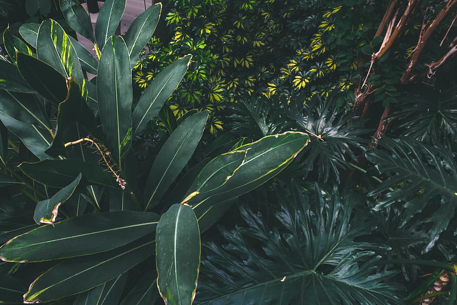 green leafed plant, growth, plant part, green color, nature, beauty in nature HD wallpaper