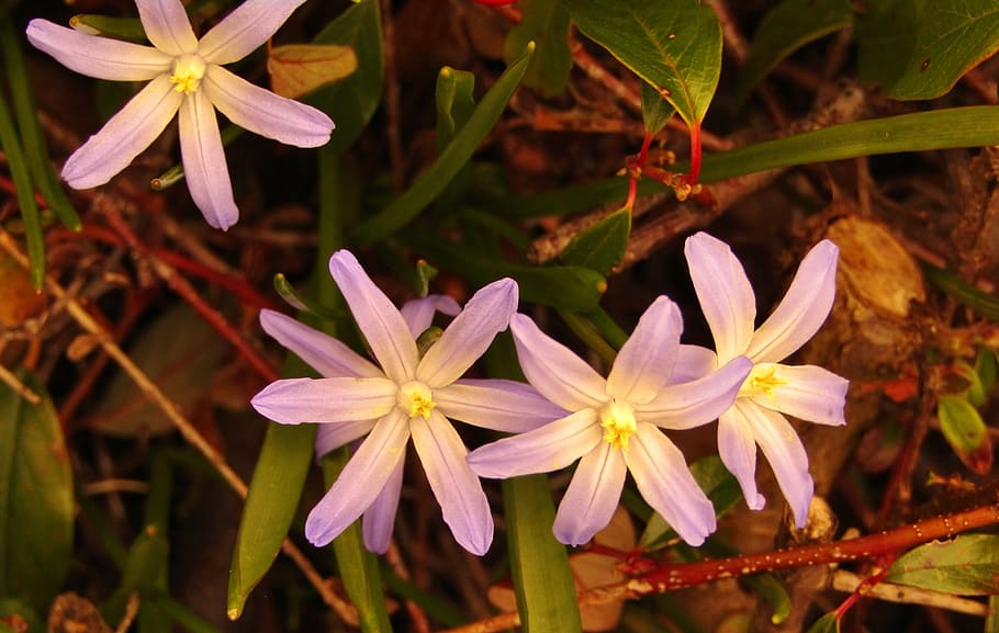 spring, star, blue, early bloomer, nature, plant, flowers, macro HD wallpaper