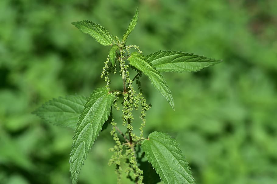 brennessel, summer, burn, nettle, leaves, green, plant, blossom HD wallpaper