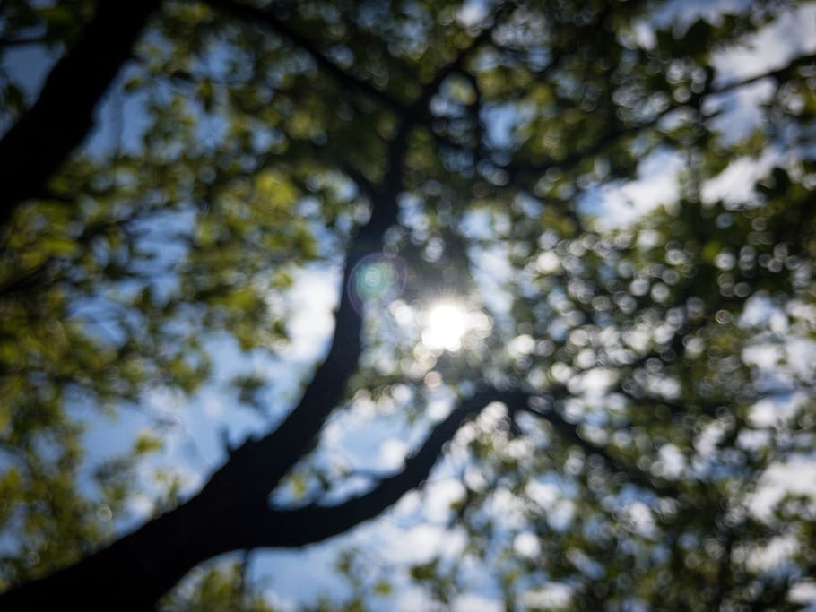 daylight, summer, underneath, leafs, rays, sunny, trees, low angle view HD wallpaper