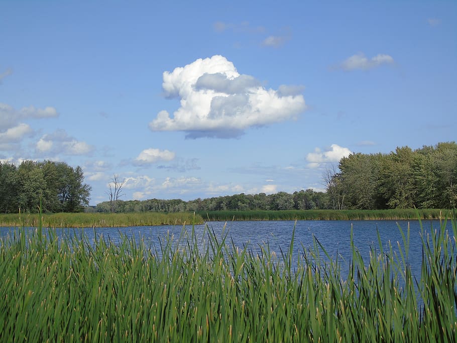 pond, marsh, cloud, nature, water, lake, landscape, environment HD wallpaper