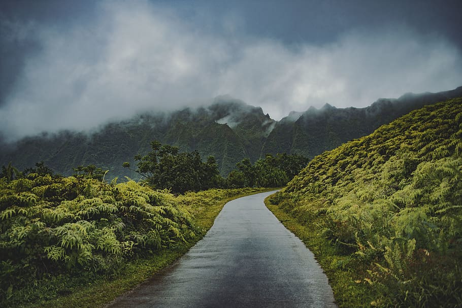 green grass and pathway, direction, plant, the way forward, beauty in nature HD wallpaper