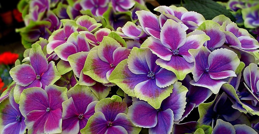 flower, hydrangea, nature, garden, plant, color, summer, beauty in nature HD wallpaper
